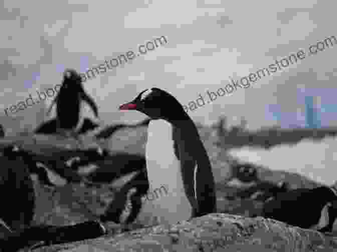A Group Of Gentoo Penguins Swimming In Neko Harbour, Antarctica. Antarctica Diaries: A Trip To Beyond
