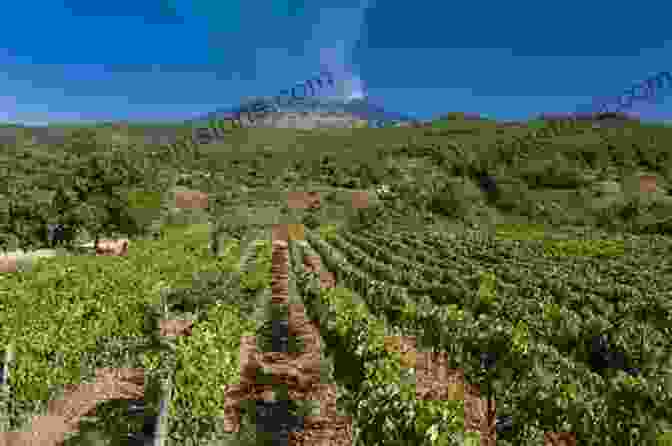 A Group Of People Visiting A Vineyard On The Slopes Of Mount Etna In Sicily Ciao Bella : Six Take Italy