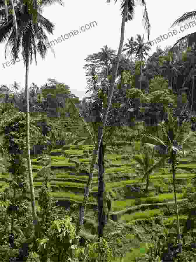 A Panoramic View Of Ubud's Lush Rice Paddies And Verdant Hills UBUD 25 Secrets 2024 The Locals Travel Guide For Your Trip To Ubud Bali