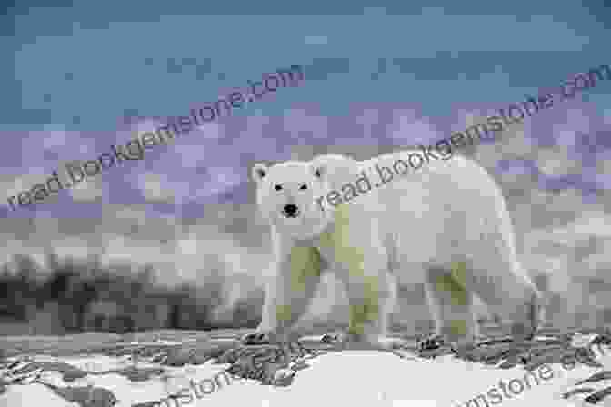 A Polar Bear In Its Natural Arctic Habitat. Tourism And Indigeneity In The Arctic (Tourism And Cultural Change 51)