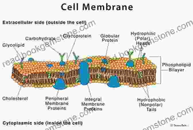Cell Membrane Diagram Science Clip Art Alastair Campbell